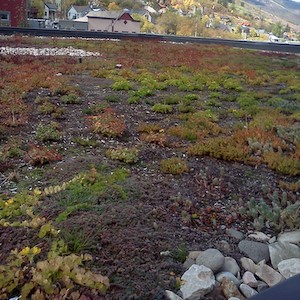 Swede Alley Green Roof